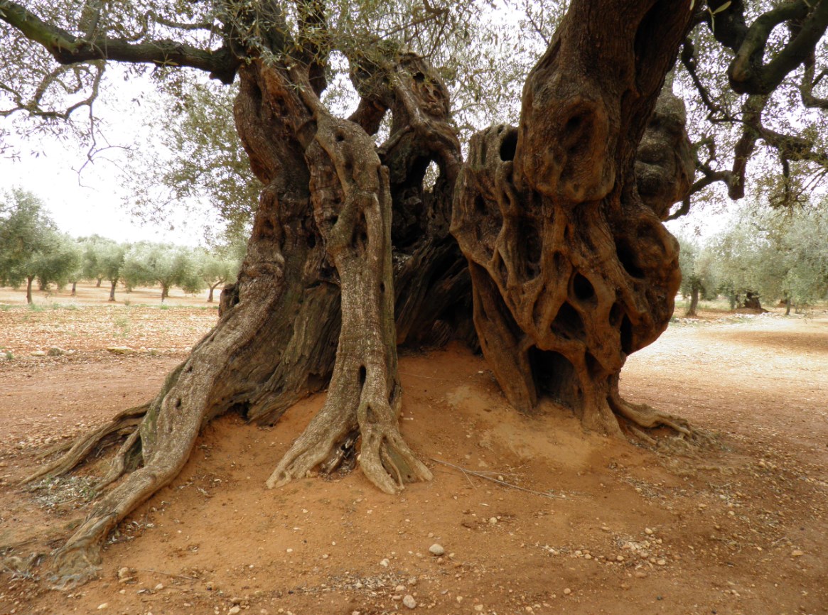 El Consell celebra el reconeixement atorgat per la FAO a les oliveres mil·lenàries del territori Sénia